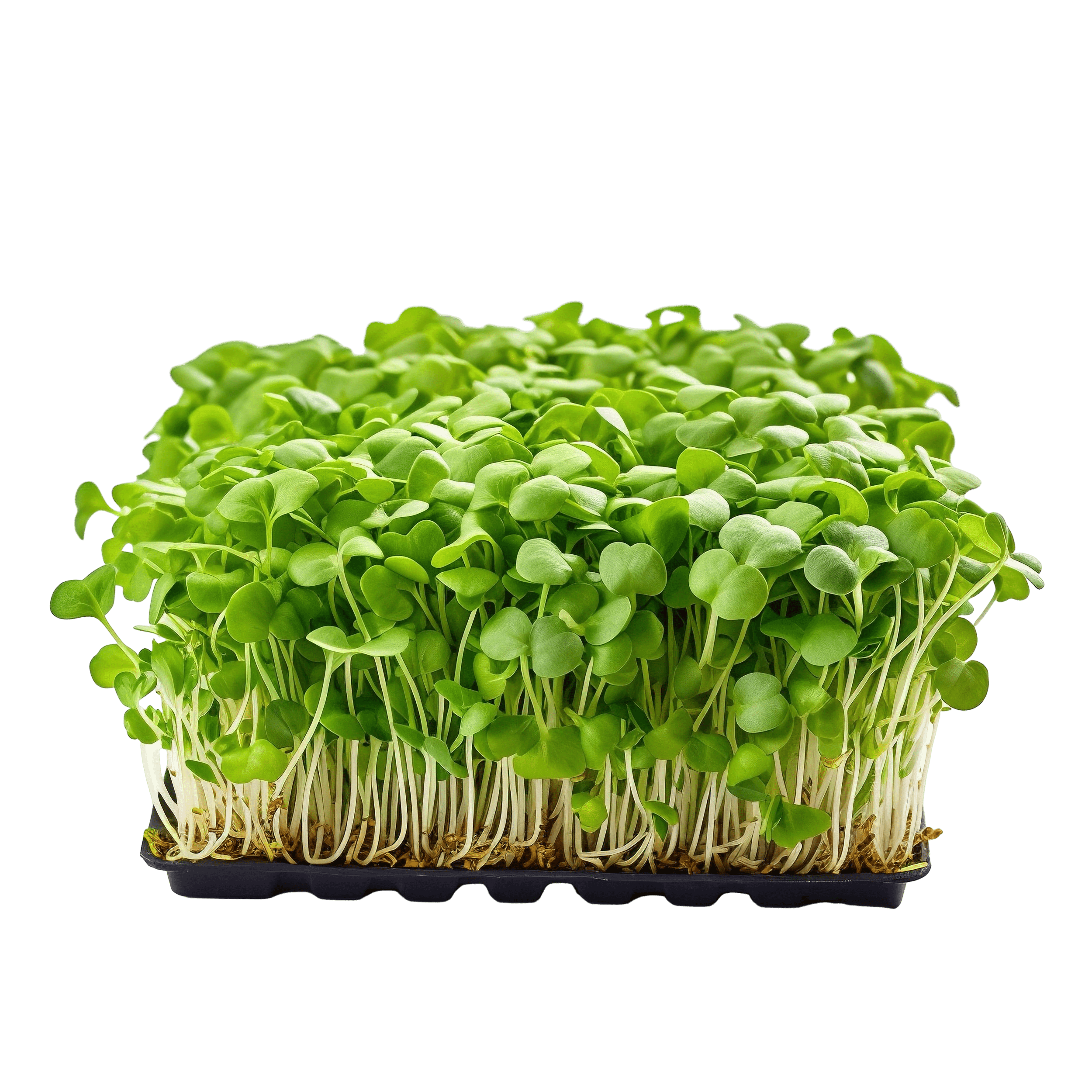Premium Microgreens